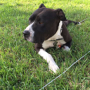 sulphur-obsession avatar