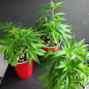 suluboyadesign avatar