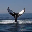 sumergosuigeneris avatar