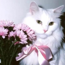 summerchildsthings avatar