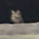 sunflower-on-fire avatar