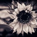 sunflowersbloominthenight avatar