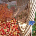 sunlesssunflower avatar