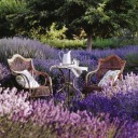 sunnymoonshine avatar