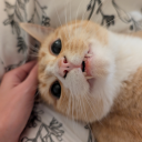 sunshin3x5arcasm avatar