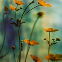 superfluoussplendor avatar