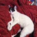 supernova-my-heart avatar