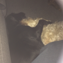 superpeacekitten avatar