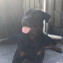 supersepticsteph avatar