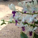 superstarsstuff avatar