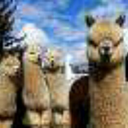 surfing-whiskey avatar