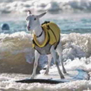 surfinggoat avatar