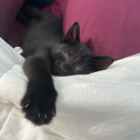 surviveawholelife avatar