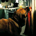 survivor--never--victim avatar