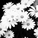 suspiciousmotives avatar