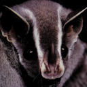 swallowtailedgull avatar