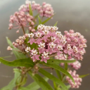 swamp-milkweed avatar