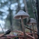 swamp-moss-angel avatar