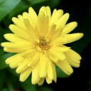 sweet-melitele avatar