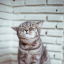 sweetkittycat24 avatar