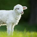 sweetsummer-seedling avatar