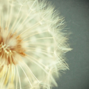 sweetwildling avatar