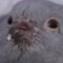 swimming-pigeon avatar