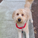 swimming-with-mac avatar