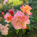 swimsuits-posts avatar