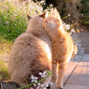 swiss-army-wifes avatar