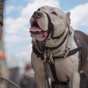 swizzymonster avatar