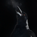 swooping-magpie avatar