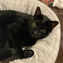 swordfeather1994 avatar