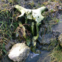 sycamore-daydream avatar