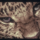 sycamoregirl444 avatar