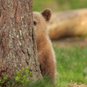 sycamorelibrary754 avatar