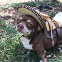 sydneyfaithismuwah avatar