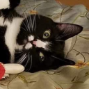 sylvanfreckles avatar