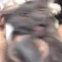 sylvilagusfloridanus avatar