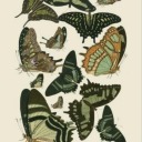 syndrigasti-and-peculiars avatar