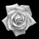 syrphidae-fun avatar