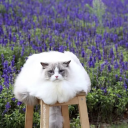 ta-is-reading avatar