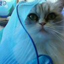 tagada-fraise-des-bois avatar