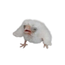 talcifer-lurks avatar