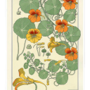 tallestcatonearth avatar