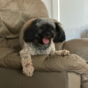 tamablepumpkin avatar