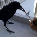 tangerinethief avatar