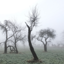 tangledupinmist avatar