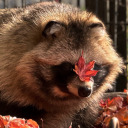 tanukiwis avatar