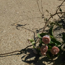 tashia113001-blog avatar